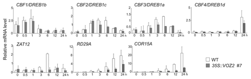 Figure 2. Changes in the expression of several cold-responsive genes in the 35S::VOZ2 plant line #7 under cold-temperature conditions. The expression levels of several cold responsive genes were determined using qRT-PCR. Two-week-old plants were grown at 22°C and then incubated at 4°C for various lengths of time (0, 0.5, 1, 3, 6, 12 or 24 h). The expression level of each gene was normalized to β-tubulin4 (TUB4) expression. Data are represented as the mean ± SD (n = 3 ~4).