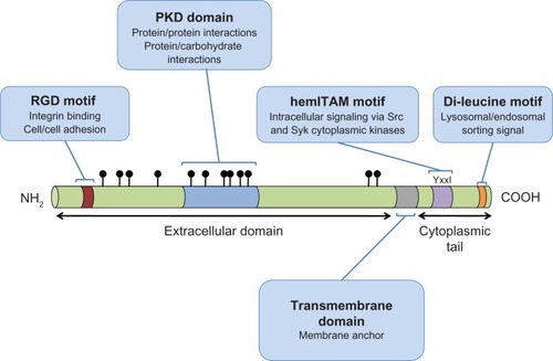 Figure 1 A schematic representation of GPNMB indicating the domains and motifs contributing to GPNMB function.