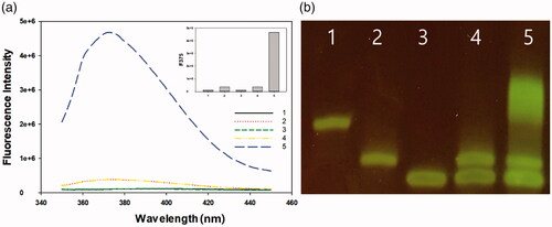 Figure 3. Detection feasibility of the new sensor. (a) Fluorescence intensities and (b) polyacrylamide gel electrophoresis images for samples under different conditions. (1: target DNA; 2: S1; 3: S2; 4: S1 + S2; 5: target DNA + S1 + S2). The final concentrations of S1, S2 and target DNA were 2 μM.