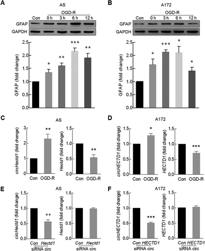 Figure 4. Knockdown of circHECTD1 expression inhibited astrocyte activation in vitro. (A, B) Effect of OGD-R on GFAP expression in primary mouse astrocytes (A) and A172 cells (B) as determined by western blot analysis. Cells were treated with OGD for 3 h and reperfusion for 0 h, 3 h, 6 h or 12 h. n = 3. *P < 0.05, **P < 0.01 and ***P < 0.001 versus the control group using one-way ANOVA followed by the Holm-Sidak test. (C, D) Effect of OGD-R on circHECTD1 (left panel) and HECTD1 mRNA (right panel) expression in primary mouse astrocytes (C) and A172 cells (D) as determined by real-time PCR. Cells were treated with OGD for 3 h and reperfusion for 6 h. n = 3. *P < 0.05, **P < 0.01 and ***P < 0.001 versus the control group using the Student t test. (E, F) Effects of circHECTD1 and HECTD1 expression after circHECTD1 siRNA transduction as measured by real-time PCR in primary mouse astrocytes (E) and A172 cells (F). Cells were transduced with circHECTD1 siRNA lentivirus for 48 h and then the expression levels of circHECTD1 and HECTD1 were measured. n = 3. **P < 0.01 and ***P < 0.001 versus the control group using the Student t test. (G, H) Total RNA extracted from the circCon or circHECTD1 siRNA-transfected A172 cells was incubated with or without RNase R followed by real-time PCR. The levels of HECTD1 mRNA (G) and circHECTD1 (H) was detected. ***P < 0.001 versus the no-RNase R-treated group; ###P < 0.001 versus the RNase R-treated siRNA circCon group using one-way ANOVA followed by the Holm-Sidak test. (I, J) circHECTD1 siRNA attenuated OGD-R-induced astrocyte activation in primary mouse astrocytes (I) and A172 cells (J). Cells were transduced with circHECTD1 siRNA lentivirus for 48 h and treated with OGD for 3 h and reperfusion for 6 h. n = 3. **P < 0.01 versus the siRNA circCon group; #P < 0.05 versus the OGD-R-treated siRNA circCon group using one-way ANOVA followed by the Holm-Sidak test. AS, primary mouse astrocytes.