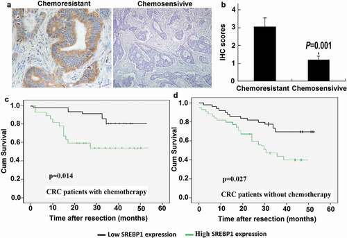 Figure 1. Chemoresistant colorectal cancer samples express high levels of SREBP1. a, Representative image of immunohistochemical staining for SREBP1 in chemosensitive and chemoresistant colorectal cancer (CRC) samples. Scale bars: 100μm. b, Statistical analysis revealed IHC scores between the two groups were significantly different (P = 0.001). c, d, Kaplan-Meier survival curves of overall survival duration based on SREBP1 expression in CRC tissues. The receiver operating characteristic curve was used to define the cutoff, and log-rank analysis was used to test for significance.