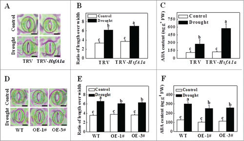 Figure 2. Stomatal aperture and ABA content in TRV-HsfA1a and HsfA1aOE plants after 6 d under drought stress. (A) Microphotographs of stomata observed in TRV and TRV-HsfA1a plants under drought stress. Bars: 10 µm. (B) Ratio of stomatal aperture length over width were plotted for the TRV and TRV-HsfA1a plants under drought stress. The data are presented as the means of 5 biological replicates (± SE); each replicate represents the average stomatal aperture of 150 randomly selected stomata. (C) Accumulation of ABA in TRV and TRV-HsfA1a plants under drought stress. (D) Microphotographs of stomata observed in WT and HsfA1aOE plants under drought stress. Bars: 10 µm. (E) Ratio of stomatal aperture length over width were plotted for the WT and HsfA1aOE plants under drought stress. The data are presented as the means of 5 biological replicates (± SE); each replicate represents the average stomatal aperture of 150 randomly selected stomata. (F) Accumulation of ABA in WT and HsfA1aOE plants under drought stress. The data are presented as the means of 5 biological replicates (± SE). Means with the same letter did not significantly differ at P< 0.05 according to the Duncan multiple range test. Three independent experiments were performed with similar results. OE, overexpressing; WT, wild-type.