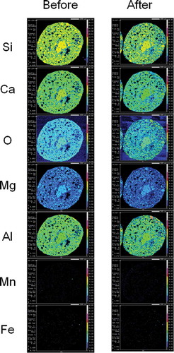 Figure 4 Electron probe micro-analyzer (EPMA) mapping images of granulated blast furnace slag fertilizer. Two-dimensional distribution images of silicon (Si), calcium (Ca), oxygen (O), magnesium (Mg), aluminum (Al), manganese (Mn) and iron (Fe) in the cross section of granulated blast furnace slag fertilizer before and after setting in paddy field for 75 d. Contents of each element are shown using colors from high content to low content: white, pink, red, yellow, light green, green, light blue, blue and black in turn.