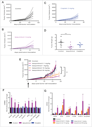 Figure 2. Early treatment with tasquinimod prevents tumor growth in two preclinical models of BCa. (A–D). AY-27 tumor cells (106) were injected orthotopically in the bladder of female rats. Mice were left (A) untreated (Control) or treated with (B) tasquinimod 2 mg/kg (oral gavage, twice daily), or with (C) cisplatin 2 mg/kg (Intraperitoneal injection, once per week) at day 4 post-tumor cell inoculation. Each curve corresponds to the tumor growth of a single tumor monitored by MRI measurements at 4, 31, 41 and 48 d post-tumor cell inoculation (n = 10 animals per group). (D) Weight of AY-27 tumors left untreated or treated with tasquinimod or cisplatin at the end of the experiment (day 48) (One-way ANOVA; ***p < 0.001). (E) MBT-2 tumor cells (106) were injected subcutaneously into C3H/HeNRj mice. Treatment with 4 doses of tasquinimod: 0.1–1–10 and 30 mg/kg was initiated the next day following tumor cell injection. MBT-2 tumor growth for each dose of tasquinimod treatment as compared to control. Fold change of mRNA expression of different inflammatory genes in (F) AY-27 and (G) MBT-2 treated tumors relative to their respective control set to 1. Data are mean ± SEM (n = 10 mice). Asterisks denote statistical significance (One-way ANOVA; *p < 0.05; **p < 0.005; ***p < 0.001).