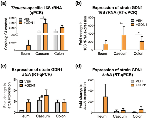 Figure 5. Determination of the abundance and relative expression of Thauera genes in the mouse GI tract. (a) determination of Thauera 16S rRNA copy number in the mouse GI contents using qPCR. all data are shown as means ± SEM of 5 randomly selected male mice. statistical results were computed with unpaired nonparametric t test; *p<0.05. (B – D) determination of relative expression of strain GDN1-specific 16S rRNA (b), atcA (c), and kshA (d) in the mouse GI contents using RT-qPCR. relative change in gene expression was calculated using the 2−ΔΔCt method with the Ct value of universal 16S rRNA of bacteria as the internal control. The expression of individual genes in the vehicle-administered mouse ileum was set as 1. results are representative of three individual experiments. statistical results were calculated with unpaired nonparametric t-test; *p<0.05, **p<0.01. all the data are shown as mean ± SEM of 5 randomly selected male mice. #, expression of inherent atcA-like gene (see appendix S4 for nucleotide sequence).