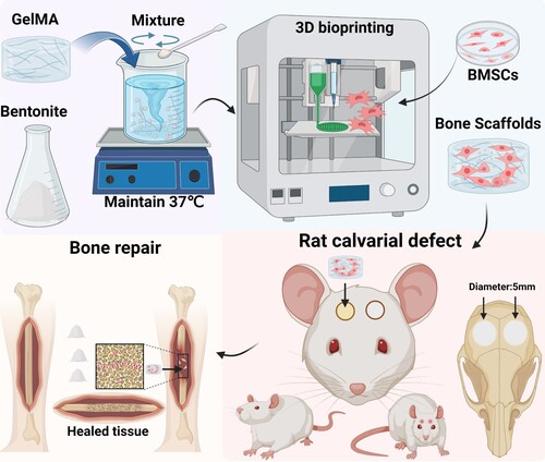 Figure 1. Schematic diagram of enhanced bone regeneration GelMA/Bentonite.