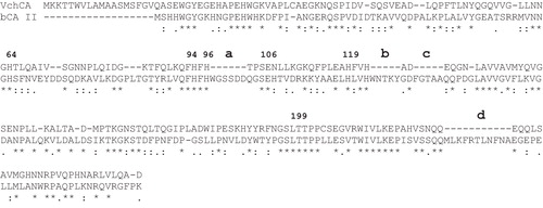 Figure 1.  Alignment of the VchCA and bCA II amino acid sequences. The proton shuttle residue (His64), the zinc ligands (His94, 96 and 119) and the gate keeper residues (Glu106 and Thr199) are conserved in the bacterial and mammalian sequences. The hCA I numbering system was used. The bold letters (a, b, c and d) indicate the four loops absent in the bacterial enzyme. The asterisk (*) indicates identity at all aligned positions; the symbol (:) relates to conserved substitutions, while (.) means that semi-conserved substitutions are observed. Multialignment was performed with the program Clustal W, version 2.1. Legend: bCA II, Bos taurus, isoform II (accession number: NP_848667); VchCA, V. cholerae, α-CA (accession number: AFC59768.1).