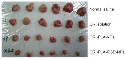 Figure 7 Tumors taken from mice treated for 10 days with normal saline, oridonin (ORI) solution, ORI-loaded atactic poly(D,L-lactic acid) nanoparticles (ORI-PLANPs), or ORI-PLA-NPs further modified by surface cross-linking with the peptide Arg-Gly-Asp (ORI-PLA-RGD-NPs).