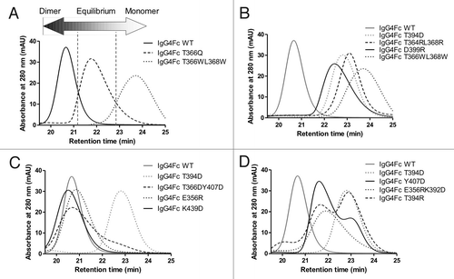 Figure 2. Representative HPLC chromatograms showing how mutations can influence the monomer-dimer equilibrium. (A) IgG4 Fc wild type (solid line), IgG4 Fc T366Q (dashed line) and IgG4 Fc T366WL368W (dotted line) are dimeric, in monomer-dimer equilibrium and monomeric respectively. (B) Variants showing predominantly monomeric behavior, IgG4 D399R (solid line), IgG4 T364RL368R (dashed line), and IgG4 T349D (dotted line). (C) Variants showing equilibrium or mixed behavior, IgG4 Y407D (solid line), IgG4 T394R (dashed line), and IgG4 E356RK392D (dotted line). (D) Variants showing dimeric behavior, IgG4 K439D (solid line), IgG4 T366DY407D (dashed line), and IgG4 E356R (dotted line). In each of (B), (C), and (D) chromatograms are shown relative to IgG4 Fc wild type (solid line), and IgG4 Fc T366WL368W (dotted line) in a gray trace.
