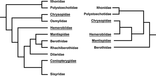 Figure 6. Phylogenetic relationships based on holomorphological and molecular characters. The latter data are also supported by the spermatological results reported in the paper (from Haring & Aspöck Citation2004).