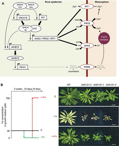 Figure 1. Loss-of-function of bHLH121 leads to severe iron deficiency symptoms that can be rescued by extra iron supply.