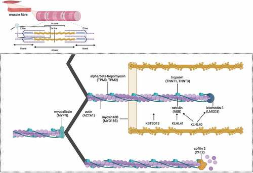 Figure 1. Sarcomeric localisation of proteins involved in nemaline myopathies.