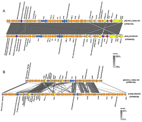 Figure 2. Linearized backbone structure comparison of OXA-181-containing plasmids. (A). IncX3 type plasmids containing OXA-181, pEC187_2-OXA-181, and p010-B_OXA181 (CP048332). (B) IncFIC(FII) type plasmid, pEC213_1-OXA-181, and IncFII type plasmid, p142A-OXA181. Similar features are represented by the same colour. Replicon, conjugal transfer genes, mobile elements, antibiotics resistance genes, blaOXA-181 and other genes are represented by violet, blue, yellow, white, red, and orange colours, respectively. Direction of the coding sequences are indicated by the direction of the arrow. The grey colour represents the region of similarity between the plasmids.