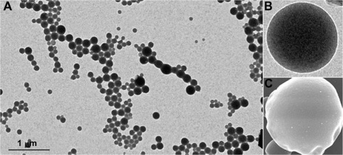 Figure 3 TEM and SEM micrographs of the shikonin-loaded PLGA NPs.Notes: (A) TEM image of PLGA NPs. (B) Maximized TEM image of a single PLGA NP. (C) Maximized SEM image of a single PLGA NP.Abbreviations: NP, nanoparticle; PLGA, poly(lactic-co-glycolic acid); SEM, scanning electron microscopy; TEM, transmission electron microscopy.