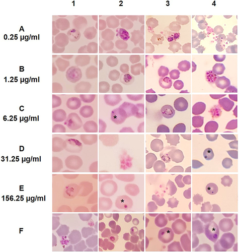 Figure 1 Morphological alteration of Plasmodium berghei after 48 hours incubation with fraction 14 and 36K S. hygroscopicus subsp. Hygroscopicus, consisted treatment and control group. (A-F) Fractions 14 and 36K of metabolite extract S. hygroscopicus subsp. Hygroscopicus 0.25 µg/ml (A), 1.25 µg/ml (B), 6.25 µg/ml (C), 31.25 µg/ml (D), and 156.25 µg/ml (E). F1-2 as the negative control. F3-4 as the positive control. Except F, (1-2) mean fraction 14, (3-4) mean fraction 36K. * Show a crisis form of P. berghei.