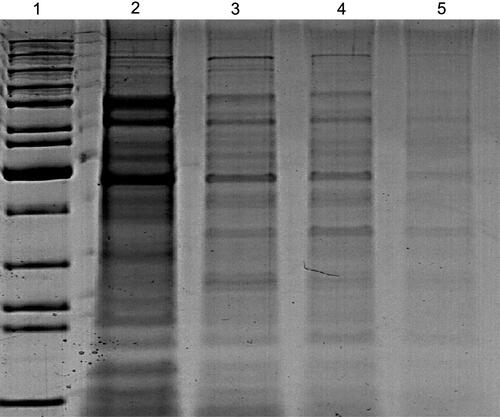 Figure 9 SDS-PAGE profile of protein extracted from K. pneumoniae (control) in lane (2) and treated bacteria with P-AgNPs, G-AgNPs, and C-AgNPs in lanes 3, 4, and 5 respectively.
