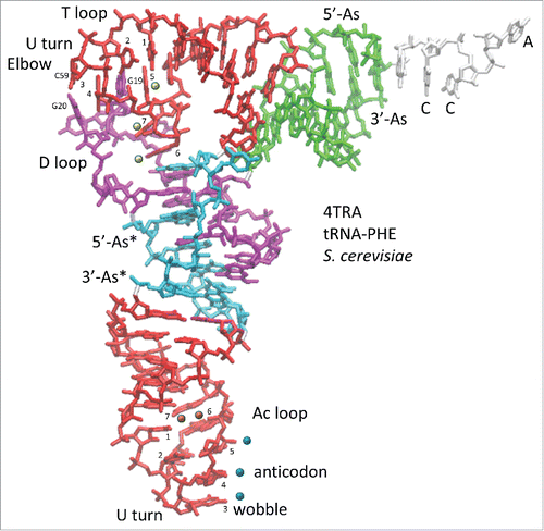 Figure 1. The tRNA structure. The 7-nt paired As are green (5′-As: 1–7; 3′-As: 69–75). The 5-nt As* are cyan (D loop 25–29 and V loop 47–51). The homologous Ac and T loop 17-nt microhelices are red (Ac loop: 30–46; T loop: 52–68). The D loop 17-nt microhelix is magenta (8–24). 3′-CCA is white. Blue dots indicate the anticodon (37–39). Blue and orange dots indicate stacked bases (37–41) in the Ac loop. Yellow dots indicate elevated base 61 (loop nt 5) and flipped out bases 62 and 63 (loop nts 6 and 7) in the T loop. G19 and G20 (magenta) and C59 (red) that help form the elbow are indicated. Homologous Ac and T loops are numbered for loop positions (1–7). Numbering is based on a 75-nt cloverleaf tRNA core (Fig. 2).