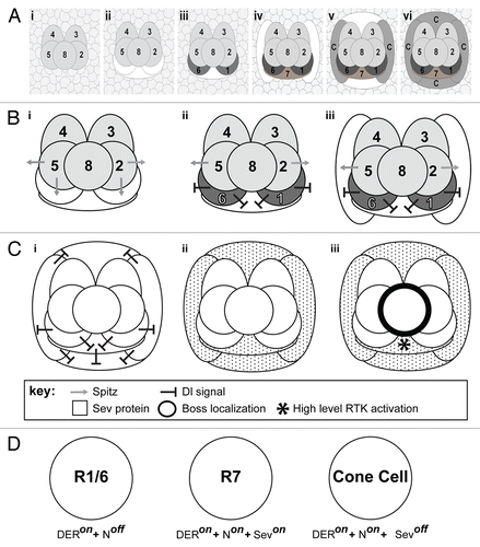 Figure 1. Cellular dynamics and signaling in growing ommatidial clusters. (A) The growth and maturation of the ommatidium, from the precluster stage to the specification of the cone cells. (i) Shows the five precluster cells surrounded by a sea of unspecified cells. (ii) Cells are systematically recruited to the unit with the first three (white shapes) incorporated along the R2/8/5 face. (iii) Two of the three begin to differentiate (R1/6 – dark gray), while the cell between them (R7 – white shape) does not. (iv) Cells are next added to flanking positions of the cluster (white shapes) as R7 begins differentiation. (v) Two more cone cell precursors are added above and below the cluster (white shapes). (vi) All seven of the newly added cells of the cluster differentiate. (B) A model for why R1/6 activate N strongly in the R7 precursor. (i) Spitz (gray arrow) is released from the R2/5 precluster cells. The R1/6 precursors directly about these cells and (ii) are rapidly specified (dark gray), and express Dl (black line shapes). The Dl expression activates N in the R7 precursor. (iii) When the flanking cone cells join the unit, they receive a potent N activation that prevents them from responding to Spitz. (C) Schematic depiction of Sev expression and activation. (i) As R7 and the flanking cone cells differentiate, they too express high levels of Dl ensuring that all four cone precurors (and R7) experience high N activation. (ii) N transcriptionally activates sev in these cells leading to a high level of Sev (speckling) in these cells. (iii) The ligand for Sev is Boss (thick black line) that is exclusively expressed on membrane of R8. The only cell expressing Sev and contacting R8 is the R7 precursor. This cell now selectively experiences high-level RTK activation (*). (D) Summary diagram depicting the fate of the photoreceptor precursor cells in response to differential activation of the N and RTK pathways. R1/6 cells are specified when DER signaling is active and there is low N activity. R7 cells are specified when N activity is high and both DER and Sev RTK pathways are engaged. The cone cells are specified when N activity is high but only the DER RTK pathway is active. Even though the cone cells express Sev, they do not contact the Boss expressing R8 cell, so the Sev RTK pathway is not engaged.