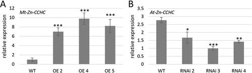 Figure 2. A. thaliana OE and RNAi transgenic lines. Expression levels of Mt-Zn-CCHC on OE lines (A) and At-Zn-CCHC in RNAi lines (B) in T3 generation.Note: The expression levels were calculated and normalized according to the housekeeping gene AtACTIN. Data are mean values ± SEM. Asterisks indicate statistically significant differences compared to the control: p < 0.05*; p < 0.01**; p < 0.001***.