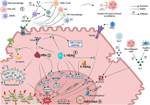 Figure 1 Molecular interactions and oncogenic mechanisms occurring in the HCC microenvironment associated with chronic HBV-HDV infection. Both immune cell impairment and stimulation of pro-oncogenic intracellular signaling pathways are involved in CHB- and CDH-driven hepatocarcinogenesis. Through the release of TGF-β and IL-10, M2 macrophages, MDSCs and tumor cells inhibit the antitumor functions of immune effector cells, promoting tumor immune escape. HBx upregulates Wnt/β-catenin signaling and promotes survivin protein synthesis, supporting tumor cell proliferation and preventing apoptosis. Synergistically, L-HDAg and HBx trigger the JNK/c-Jun and SRE/c-fos cascades, both of which are involved in cancer cell growth, proliferation and survival. The integration of HBV-DNA into the host genome and the overproduction of ROS, triggered by HBx, L-HDAg and S-HDAg, promote DNA damage and genomic instability. ROS also promote cancer cell survival, angiogenesis and invasiveness through upregulation of the NF-ĸB pathway, which is also stimulated by L-HDAg in a TNFα-dependent manner, and STAT-3 signaling, which is further activated by Th17 (via IL-22), pre-malignant cells and Kupffer cells (via IL-6). Image created with Biorender.com.