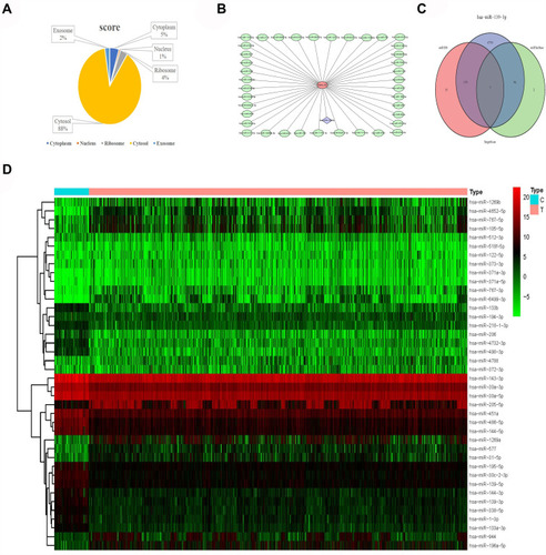 Figure 8 Subcellular localization and target prediction of lncRNA ABALON. (A) The subcellular localization results show that ABALON is mainly enriched in Cytosol. (B) The miRDB results showed that 40 miRNAs can bind to ABALON. (C) VWA1, MIEF1, NOB1, CCDC71L, FN3K, UBE2G1 and ELAVL are the target genes of miR-139-3p. (D) miR-486-5p, miR-4732-3p, miR-144-5p, miR-451, miR-139-3p, miR-144-3p, miR-30c-2-3p, miR-490-3p, miR-30a-3p, miR-133b, miR-30a-5p, miR-1-3p, miR-194-3p, miR-133a-3p, miR-143-3p, miR-206, miR-195-5p, miR-139-5p, miR-338-5p, miR-218-1-3p, miR-218-5p, miR-4529-3p and miR-190a-5p were highly expressed in lung cancer normal patients.