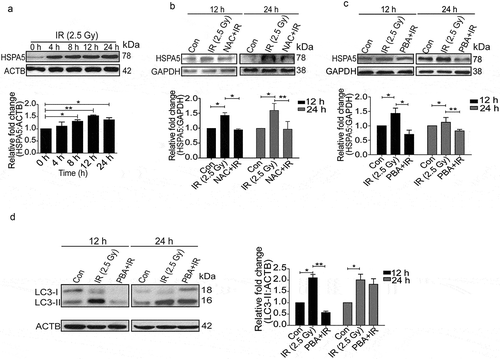 Figure 3. Radiation induces ER stress in RAW 264.7 cells. (a) Kinetics of UPR induction after radiation exposure was studied through the expression profile of the UPR marker, HSPA5. The experiment was performed at least 3 independent times. The graph shows quantification of band intensities (relative to ACTB) from 3 independent experiments. (b) Immunoblots of total protein isolated from control, IR and NAC+IR samples at 12 or 24 h post-irradiation for analysing HSPA5 expression. NAC treatment was given 1 h prior to radiation followed by IR exposure. Blots were probed with the indicated specific antibodies. Each blot is representative of 3 independent experiments. The graph shows quantification of band intensities (relative to GAPDH) from 3 independent experiments. (c) Western blot analysis of UPR marker HSPA5 in cell lysate obtained from RAW 264.7 cells irradiated in the presence of the UPR inhibitor 4-PBA (3.5 mM). The data shown are representative of at least 3 separate experiments. The graph shows quantification of band intensities (relative to GAPDH) from 3 independent experiments. (d) LC3 levels were analyzed in the samples treated with 4-PBA. The graph shows quantification of band intensities (relative to ACTB) from 3 independent experiments.