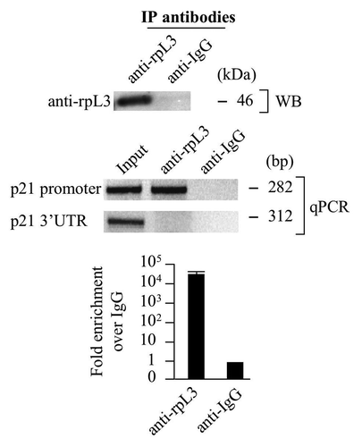 Figure 2. Analysis of the interaction between rpL3 and p21 gene promoter. Protein samples from DNA-rpL3 or DNA-IgG immunocomplexes were analyzed through WB assay with antibody against rpL3. Note the absence of signal in DNA-IgG immunocomplex. The same DNA-immunoprecipitates were subjected to quantitative PCR (qPCR) with primers specific for the proximal region of p21 gene promoter or control loci.