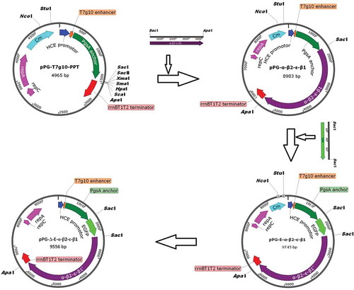 Figure 1. Construction process of the recombinant pPG-Δ-E-α-β2-ε-β1 plasmid. The constitutive expression plasmid pPG-T7g10-PPT contains a HCE strong constitutive promoter, a T7g10 transcriptional enhancer, a PgsA anchor from Bacillus subtilis, and an rrnBT1T2 terminator.