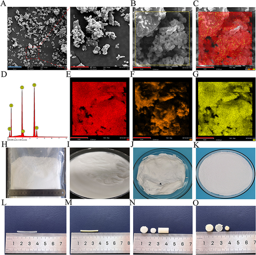 Figure 1 Material morphology and detection. (A) SEM images of the nano β-TCP particles showing the uniform size of the nano-sized particles (blue bar = 30 μm, red bar = 8 μm). (B-G) Elemental analysis of the nano β-TCP particles, where red represents calcium (E), Orange represents oxygen (F), and yellow represents phosphorus (G). Nano β-TCP particles in natural light (H). PLA/nano β-TCP composite solution (I), block (J), and particles (K). Pure PLA filament (L) and PLA/nano β-TCP composite filament (M). FDM-3D-printed PLA scaffolds (N) and PLA/nano β-TCP composite scaffolds (O).