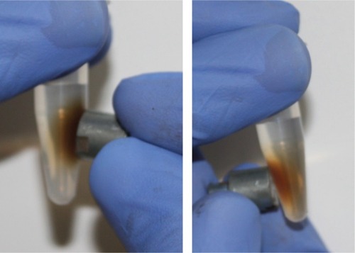 Figure 9 Fabricated SEONDEX-HA*CPt can be controlled with a neodymium magnet.Abbreviations: SEONDEX, dextran-coated SPIONs; SPIONs, superparamagnetic iron oxide nanoparticles; CPt, cisplatin; HA, hyaluronic acid.