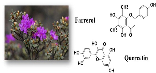 Figure 1. The chemical structures of farrerol, quercetin and the image of R. aganniphum.