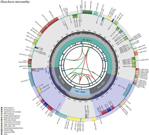 Figure 2. Schematic map of overrall features of the chloroplast genome of H. micrantha. The circular map of the chloroplast genome was generated using CPGview. There are seven circles in the map. From the center outwards, the first circle shows the distributed repeats connected with red (forward) and green (reverse) arcs. The next circle shows the tandem repeats marked with short bars. The third circle shows the microsatellite sequences as short bars. The fourth circle shows the size of the LSC and SSC. The fifth circle shows the IRA and IRB. The sixth circle shows the GC contents along the plastome. The seventh circle displays genes with different colors according to functional groups.