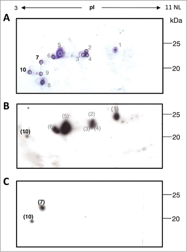 Figure 1. Two-dimensional gel electrophoresis (2-DE) analysis of mAb H10. (A) Coomassie stained 2-DE of mAb H10 produced in agroinfiltrated N. benthamiana leaves. 800μl of protein A purified antibody (at 1mg/ml concentration) was separated by isoelectrofocusing (IEF) at pH 3-11 Non Linear (NL), followed by SDS-12.5% (w/v) PAGE. The major visible spots are indicated by numbers. Spots 7 and 10 (bold) were further characterized by N-terminal sequencing analysis. Western blot analysis of purified mAb H10 separated by 2DE using anti-LC (B) or anti-HC (C) specific antibodies. Spot numbers in brackets indicate the correspondence (based on observed pI and molecular weight values) to the spots on Coomassie stained gel of Figure 1A.