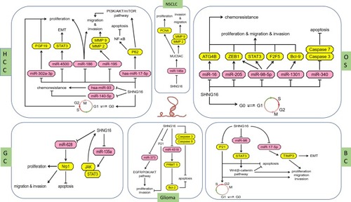 Figure 1 The different regulatory mechanisms of SNHG16 in different human cancers.Abbreviations: HCC, Hepatocellular carcinoma; NSCLC, non-small cell lung cancer; OS, Osteosarcoma; GC, gastric cancer; BC, bladder cancer.