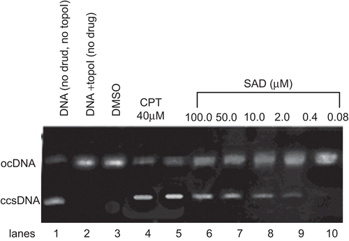Figure 2.  Agarose gel photograph of the plasmid supercoil relaxation assay in the presence of DMSO, camptothecin (CPT), and various concentrations of SAD. Lane 1, pBR322 plasmid DNA without enzyme; lane 2, supercoil relaxation with 1 unit of DNA topoisomerase I; lane 3, same as lane 2 in the presence of DMSO; lane 4, same as lane 2 in the presence of CPT at the concentration of 40 µM; lanes 5–10, same as lane 2 in the presence of decreasing concentrations of SAD (100 to 0.08 µM). This experiment was repeated three times with similar results.