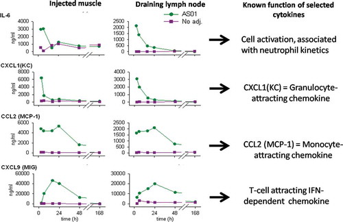 Figure 3. Concentrations of cytokines in muscle and draining lymph node after injection with AS01 and gE antigen (data from [Citation34]). In mice, AS01 induced rapid and transient cytokine production at the injection site in muscle and in the draining lymph node compared with antigen alone (gE/AS01 versus gE/no adjuvant). Graphs show geometric mean of cytokine concentrations (IL6, CXCL1, CCL2 and CXCL9 (ng/ml)) from tissue homogenates at 3, 6, 24, 48 and 168 hours (7 days) after injection.