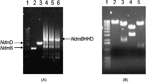 Figure 2. Electrophoretic separation (A) of the amplified NdmB, NdmD and NdmBHHD genes and analysis by restriction enzyme digestion (B) of recombinant pBHHD plasmid in 0.7% (w/v) agarose gel. (A) Lane 1, DNA ladder; Lane 2, NdmB gene (∼1.1 kb); Lane 3, NdmD gene (∼1.8 kb); Lanes 4–6, NdmBHHD genes (∼2.9 kb). (B) Lane 1, DNA ladder (Invitrogen, Carlsbad, CA, USA); Lane 2, recombinant plasmid incised by BamHI (8.3 kb); Lane 3, recombinant plasmid incised by BamHI and NdeI (1.8 and 6.5 kb); Lane 4, recombinant plasmid incised by BamHI and XbaI (2.9 and 5.4 kb); Lane 5, recombinant plasmid incised by NdeI and XbaI (1.1 and 7.2 kb).