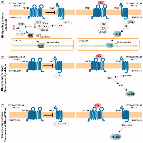 Figure 2. Smoothened-dependent Hh signaling pathways. Hh ligands transduce their signal through three Smoothened-dependent pathways: the canonical pathway, the non-canonical Hh/calcium and Hh/RhoAGTPase signaling pathways. (A) In the canonical Smoothened-dependent pathway signaling is mediated by the GLI zinc finger transcription factors. In the absence of the Hh ligand, the 12 transmembrane Hh receptor Patched (PTCH) inhibits the function of the 7 transmembrane protein Smoothened (SMO). In this inactive state full-length GLI is modified by protein kinase A (PKA), glycogen synthase kinase-3β (GSK3β), casein kinase 1 (CK1) and by the ubiquitin ligase β-TrCP and is subsequently cleaved into the transcriptional repressor form, GLIR. The repressor form GLIR translocates to the nucleus and inhibits the expression of Hh target genes. Binding of Hh to Patched (PTCH) relieves the inhibition of Smoothened (SMO) and as a result of the activity of SMO full-length GLI bypasses the phosphorylation by PKA, GSK3β and CK1, leading to the formation of activated GLI (GLIA). Activity of SMO also results in the inhibition of Suppressor of fused homolog (SUFU), the suppressor of GLIA, permitting the formation of GLIA. GLIA then translocates to the nucleus where it induces the expression of Hh target genes. (B) In the non-canonical Hh/Calcium pathway binding of ligand to SMO results in activation of phospholipase C (PLC), leading to an increase of cytosolic calcium (Ca2+) concentration and the subsequent activation of calcium-dependent kinase 2 (CamK2). (C) In the non-canonical Hh/RhoAGTPase signaling pathway, Hh signals through the activity of SMO via the stimulation of Rac1 and RhoAGTPases.
