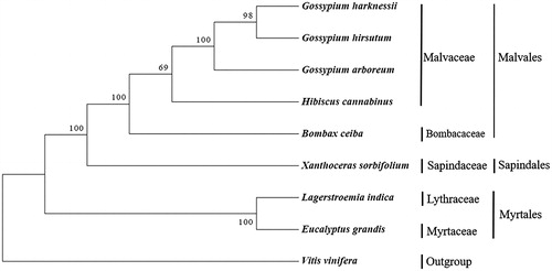 Figure 1. The phylogenetic tree based on nine complete mitochondrial genomes. Accession number: Gossypium harknessii (JX536494.1), Gossypium hirsutum (JX065074.1), Gossypium arboretum (NC035073.1), Hibiscus cannabinus (NC035549.1), Bombax ceiba (NC038052.1), Lagerstroemia indica (NC035616.1), Eucalyptus grandis (NC040010.1), Vitis vinifera (NC012119.1), Xanthoceras sorbifolium (MK333231).