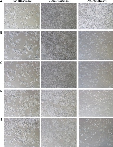 Figure 7 Photographs of HepG2 cells treated with curcumin suspension, curcumin-loaded albumin nanoparticles, curcumin-loaded albumin nanoparticles surface-functionalized with GA, and GA + curcumin-loaded albumin nanoparticles surface-functionalized with GA for 24 hours.Notes: (A) Control; (B) Ccn-sus; (C) Ccn-BNPs; (D) Ccn-BNP-GA; (E) GA+Ccn-BNP-GA.Abbreviations: Ccn-sus, curcumin suspension; Ccn-BNPs, curcumin-loaded albumin nanoparticles; Ccn-BNP-GA, curcumin-loaded albumin nanoparticles surface-functionalized with GA; GA, glycyrrhetinic acid.