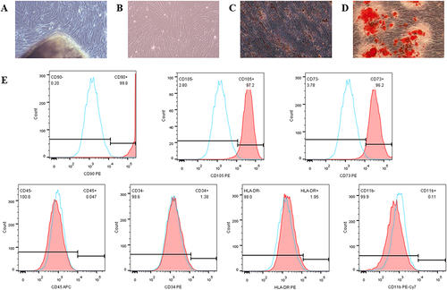 Figure 2 Identification of hAMSCs.