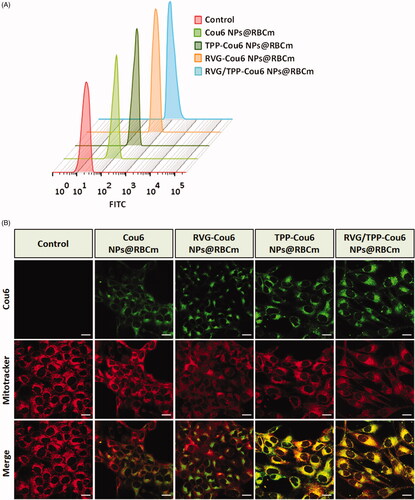 Figure 5. Neuronal cellular uptake and mitochondria targeting (A) FCM analysis of HT22 cells after incubation with different Cou6-tagged various formulations. (B) Colocalization of various Cou6-tagged formulations into mitochondria in HT22 cells. Cou6 (green) and MitoTracker for mitochondria staining (red) were recorded. Scale bars represent 20 μm.
