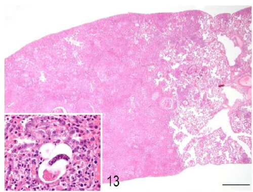 Figure 13. Case 2. Granulomatous pneumonia. The lung is locally extensively expanded by a pyogranulomatous inflammatory exudate (consolidation). Inset: A nematode larvae is surrounded by macrophages, eosinophils, lymphocytes, and plasma cells. There is marked pneumocyte type II hypertrophy. Bar = 1 mm.