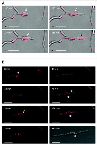 Figure 4. Aberrant nuclear divisions in the Foatg8Δ mutants originate multinucleated hyphal compartments. (A) Series of images of a developing hypha from Movie S1 showing an example of an aberrant nuclear division. An apical nucleus displaying increased fluorescence (white arrow) divides and originates 4 nuclei with normal fluorescence intensity. After septum formation, one daughter nucleus remains in the new sub-apical compartment, while the other 3 are located within the new apical compartment (black arrow). Bars = 20 μm. (B) Series of images of a developing hypha from Movie S2, showing an example of aberrant nuclear division. An apical nucleus displaying increased fluorescence (white arrow) divides and originates 2 nuclei. One of the daughter nuclei (green arrow) divides again before a new septum is formed (yellow arrow). After the second mitotic event, 3 nuclei are located within the same compartment (black arrow). Completion of cytokinesis then originates a new sub-apical compartment containing 2 nuclei (asterisk). Bars = 20 μm.