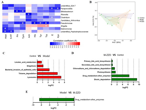 Figure 8. Functional analysis of gut microbiota. (A) Heatmap of correlation analysis between differentially expressed gut microbiota and serum metabolomics. (B)Two-dimensional ordering diagram of Bray-Curtis based PCoA for KEGG orthology (KO). (C) Differences in KEGG metabolic pathways between control and model group. (D) Differences in KEGG metabolic pathways between ZZD and control group. (E) Differences in KEGG metabolic pathways between ZZD and model group. KEGG: Kyoto Encyclopedia of Genes and Genomes. In C-E, the positive value of logFC [log2 (fold change)] on the horizontal axis represents up-regulation, the complex value represents down-regulation, and the ordinate represents different KEGG metabolic pathway labels. M-ZZD: medium-dose ZZD treatment group.