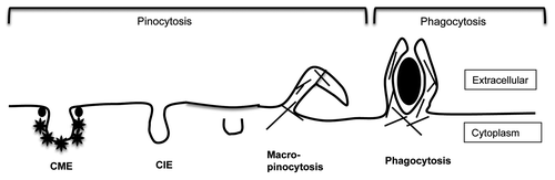 Figure 1. Different types of endocytosis. Endocytosis can be broadly classified into pinocytosis and phagocytosis. Phagocytosis involves the internalization of large particles like bacteria whereas macropinocytosis involves the internalization of enlarged fluid-filled endosomes; both processes are driven by actin (shown as hatched lines). Clathrin-mediated endocytosis (CME) is a selective mechanism whereby cell surface proteins containing specific sorting sequences are gathered into membrane depressions by associating with adaptor proteins which recruit clathrin (*). CME endosomes pinch off from the cell surface by recruiting the dynamin GTPase (•) to the bud neck. Clathrin-independent endocytosis (CIE) is shown here as one form, although there are reports of distinct variations of CIE. Most CIE is clathrin- and dynamin-independent and cholesterol-dependent and includes both the CLIC/GEEC and Arf6-associated forms of CIE. In addition other CIE modes (caveolae- and RhoA-dependent) are dynamin-dependent.