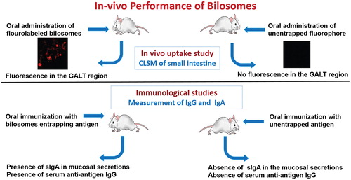Figure 9. In vivo performance of orally administrated bilosomes. (A) Confocal laser scanning microscopy (CLSM) of the intestine (Shukla et al., Citation2011) and (B) Immunological study and measurement of specific IgA and IgG.