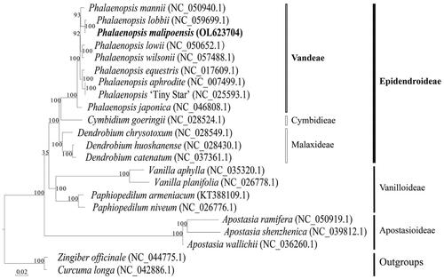 Figure 1. Maximum-likelihood phylogenetic tree include the complete chloroplasts of Phalaenopsis malipoensis (OL623704) and 19 other orchids with 2 outgroups, Zingiber officinale (NC_044775.1) and Curcuma longa (NC_042886.1). P. malipoensis is indicated in bold italic. The number on the branch node represents the bootstrap percentage of maximum parsimony, and the GeneBank accession number is shown after the scientific name of the species. Subfamilies of Orchidaceae are shown on the right.