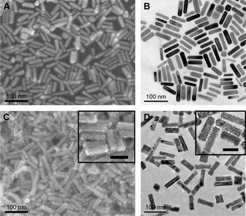 Figure 2 Typical SEM images of (A) Au NRs and (C) Au@Pt NRs. Typical TEM images of (B) Au NRs and (D) Au@Pt NRs. Note: The scale bar of insets in (C) and (D) is 50 nm.Abbreviations: NR, nanorod; SEM, scanning electron microscopy; TEM, transmission electron microscopy.