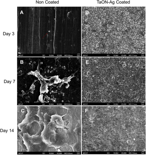 Figure 6 Ti pin with or without TaON-Ag coating has a distinct effect on Staphylococcus aureus adhesion and biofilm formation. FE-SEM (5000X) of non-coated Ti needle loaded with Staphylococcus aureus revealed only a single coccus (red arrow) adhesion on the surface 3 days after needle implantation (A), instead of multiple cocci adhesion 7 days post-surgery (B). Furthermore, thick biofilm formation occurred 14 days post non-coated Ti needle implantation (C). On the contrary, the TaON-Ag-coated needle loaded with Staphylococcus aureus did not exhibit any cocci adhesion for up to 14 days (D–F).